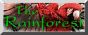 btn-rainforest.gif